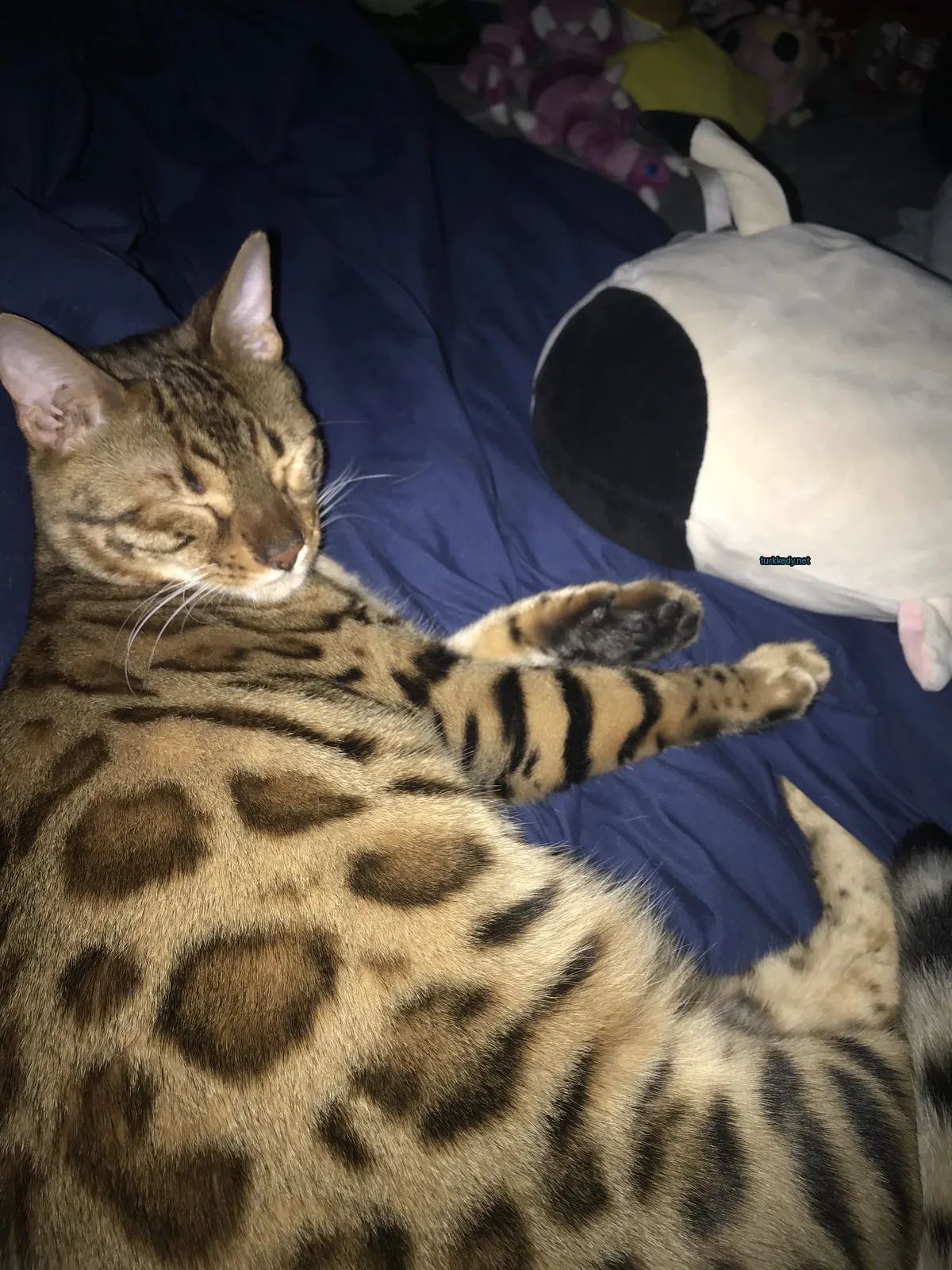 Bir beyaz ve kahverengi kedi yatakta bir oyuncakla yan yana yatıyor.