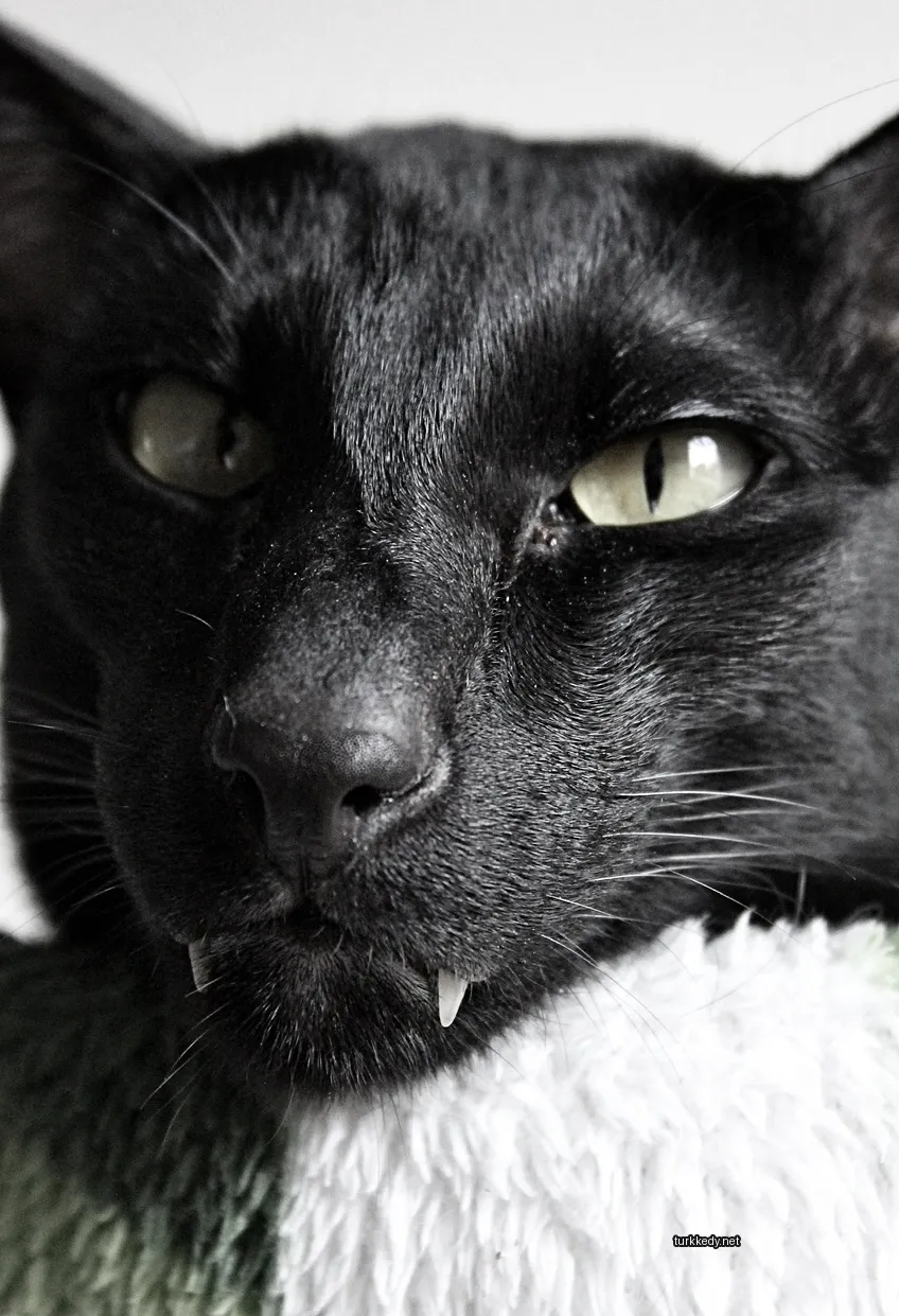 Siyah bir kedi, beyaz tüylü ve yeşim bir oyuncakla.