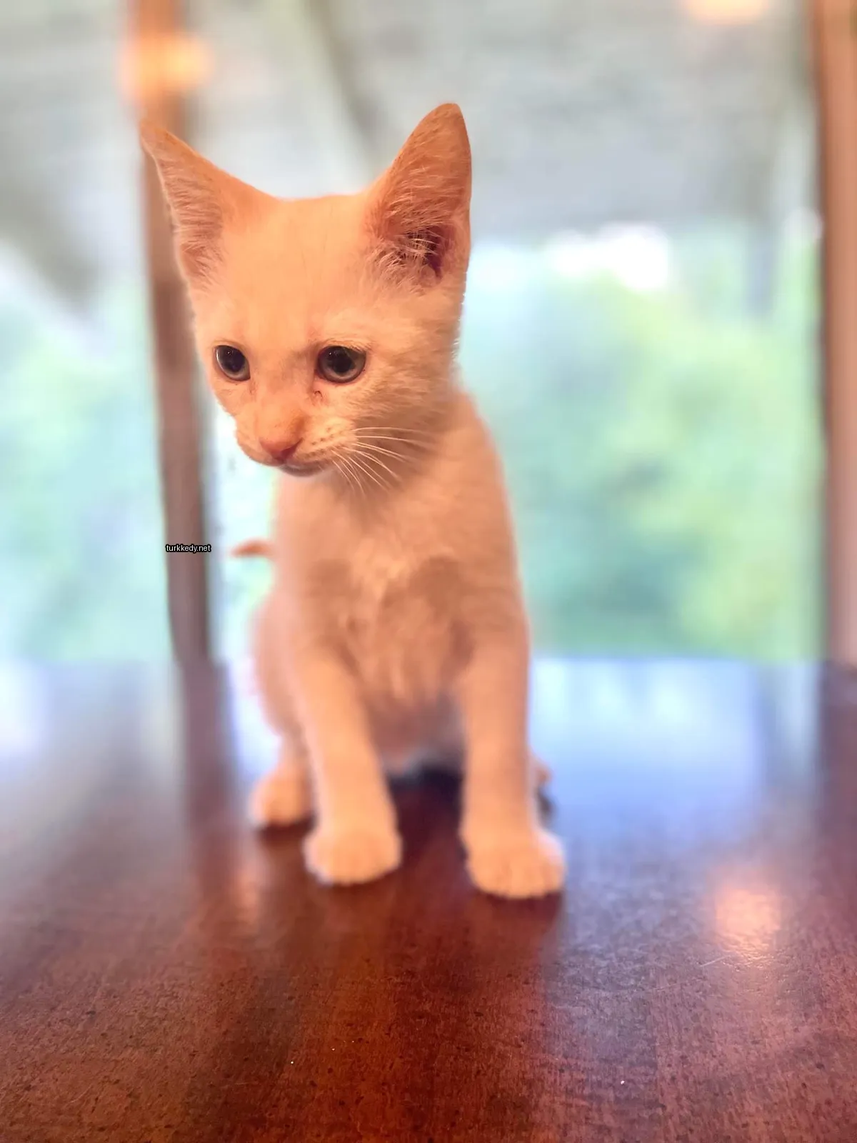 Beyaz bir kedi masa üzerinde oturuyor.