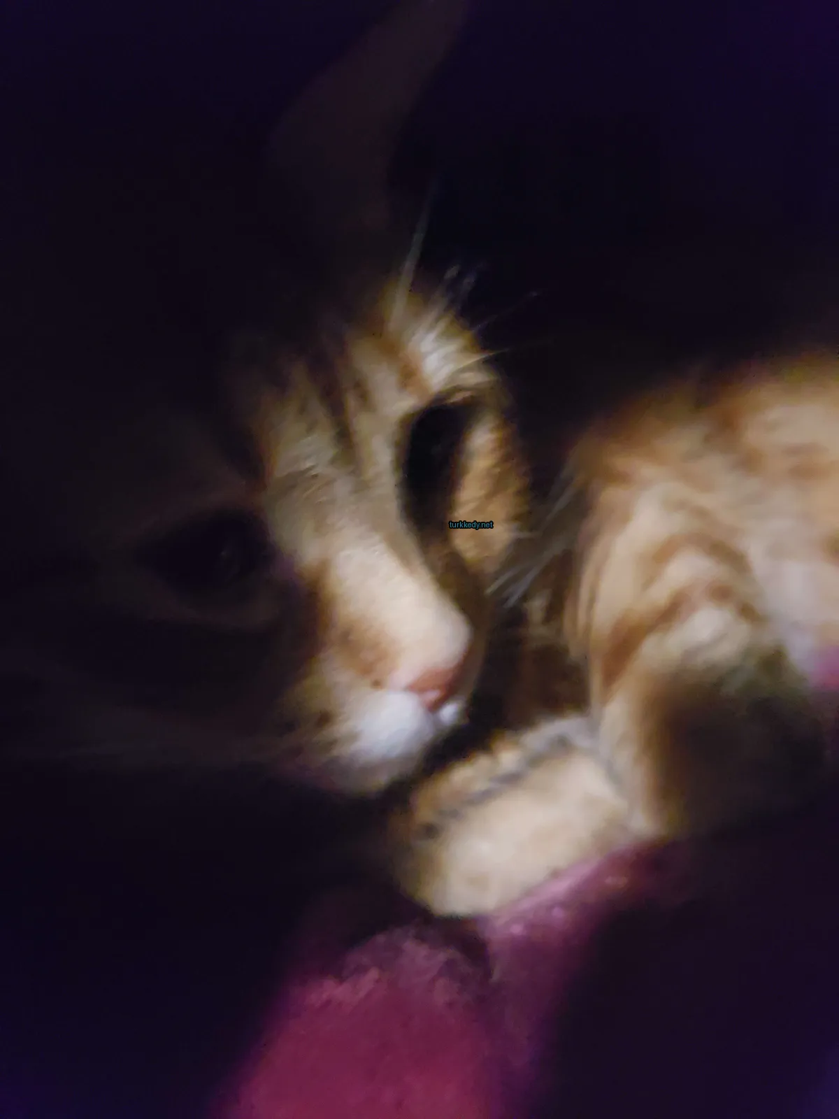Kara ve beyaz bir kedi yastık üzerinde yatıyor.