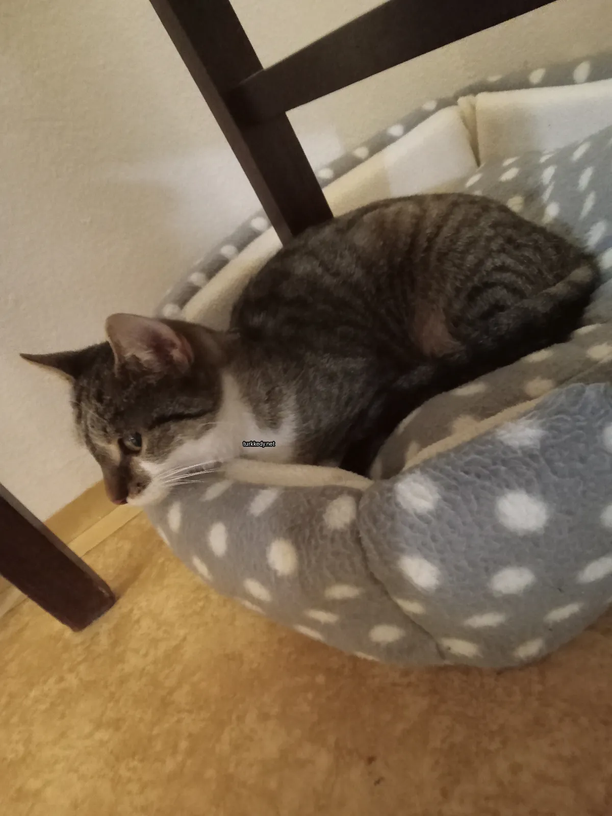 Siyah ve beyaz bir püskürtüye sahip bir kedi, beyaz ve gri bir yatakta yatıyor.