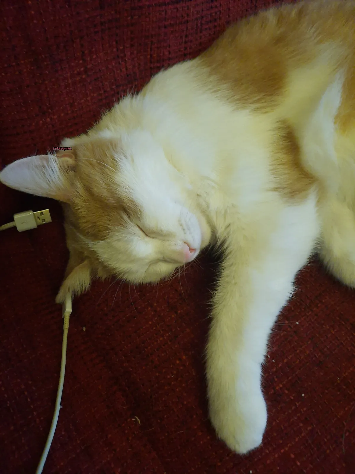 Beyaz ve sarı bir kedi kırmızı bir sofa üzerinde yatıyor.