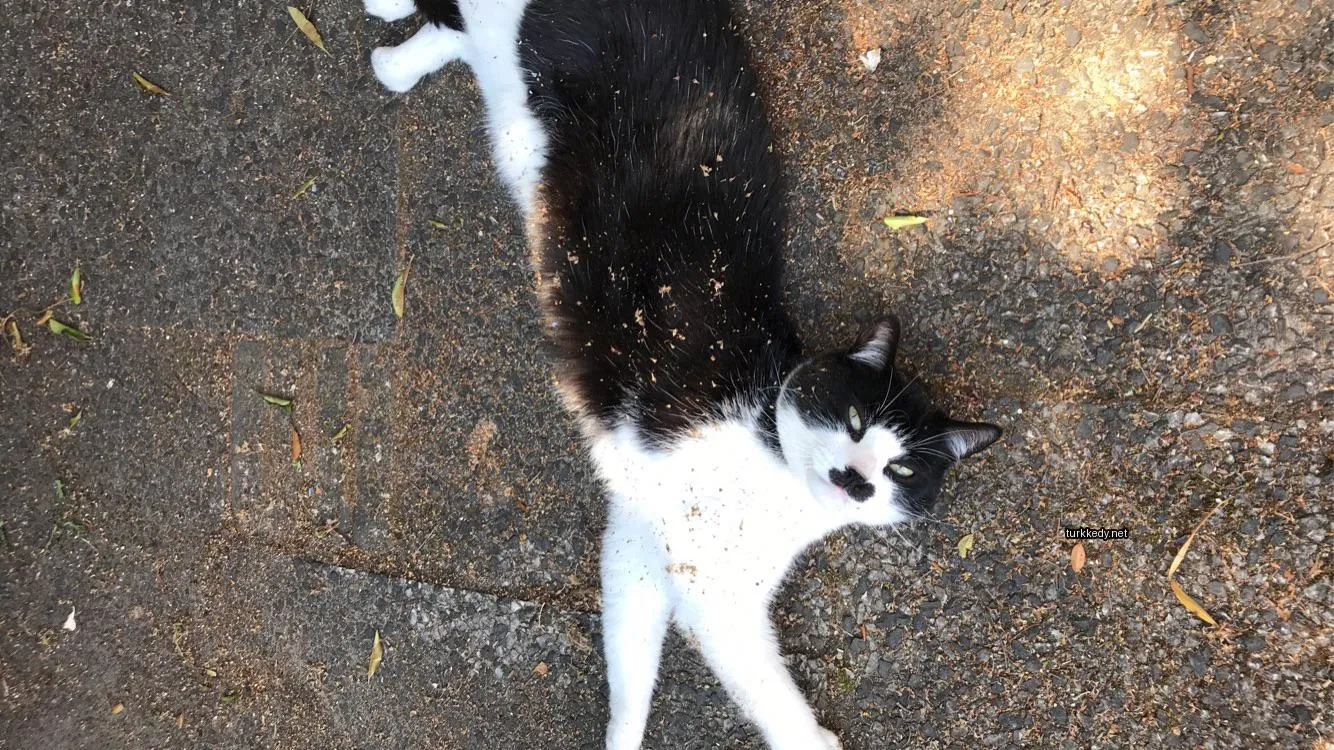 Siyah ve beyaz bir kedi beyaz göğüsleriyle zemine yatıyor.