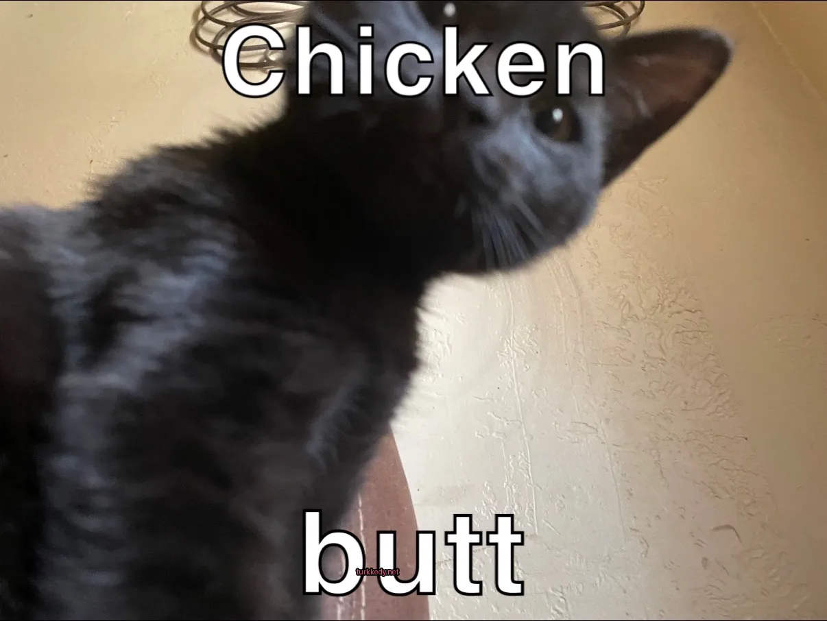 Siyah beyaz bir kedi.
