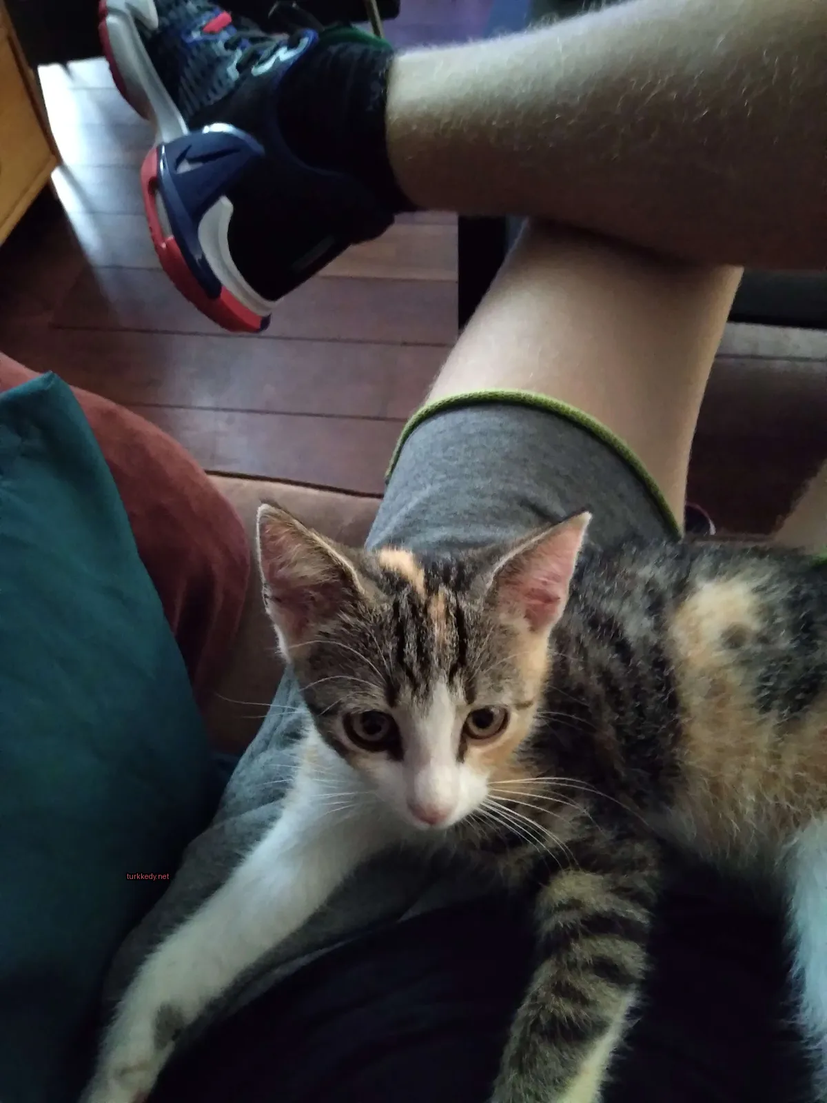 Siyah, beyaz ve kahverengi tüylü bir kedi bir kişinin bacaklarında yatıyor.