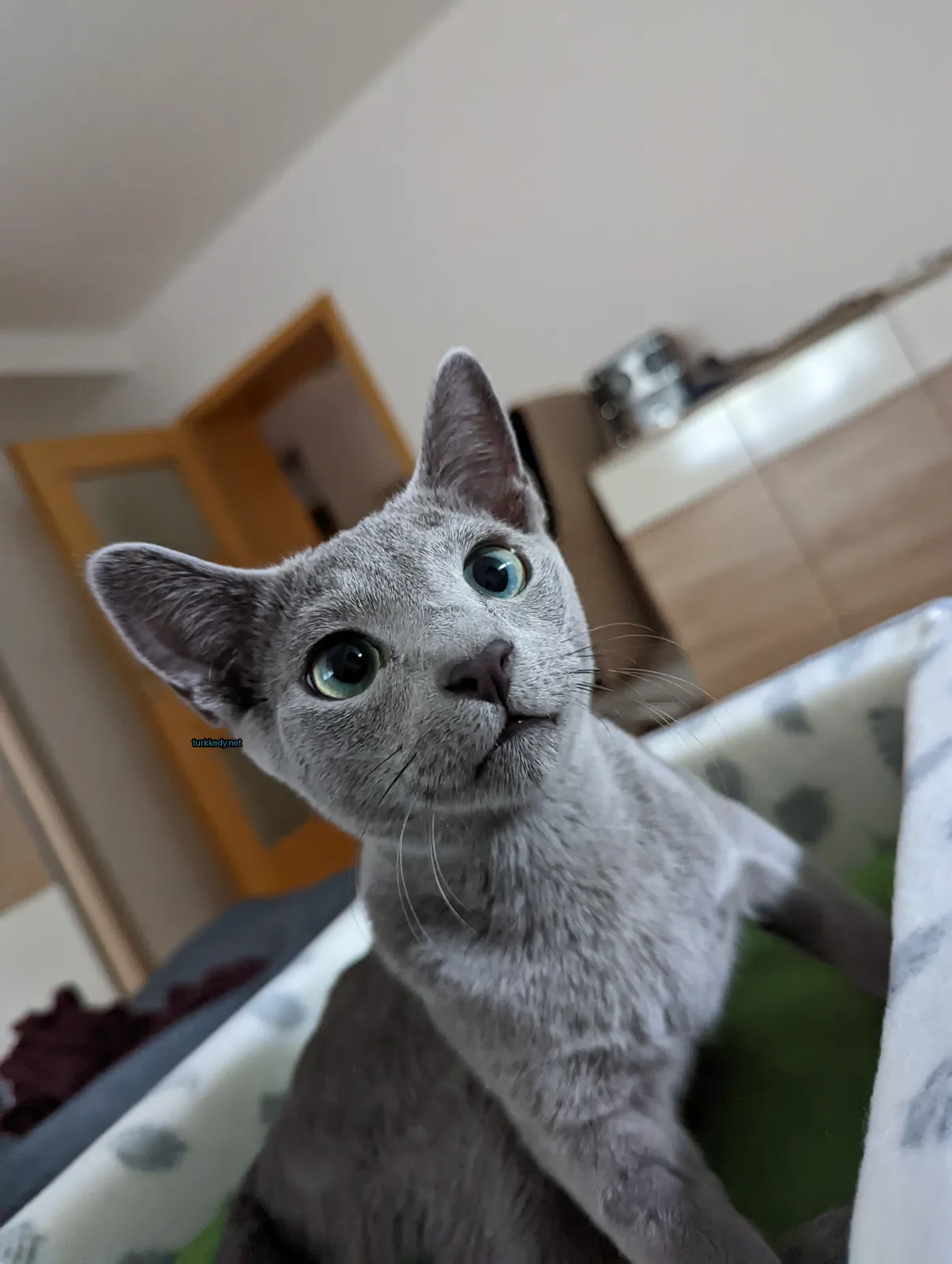 Gri bir kedi mavi gözlerle yatakta oturuyor.