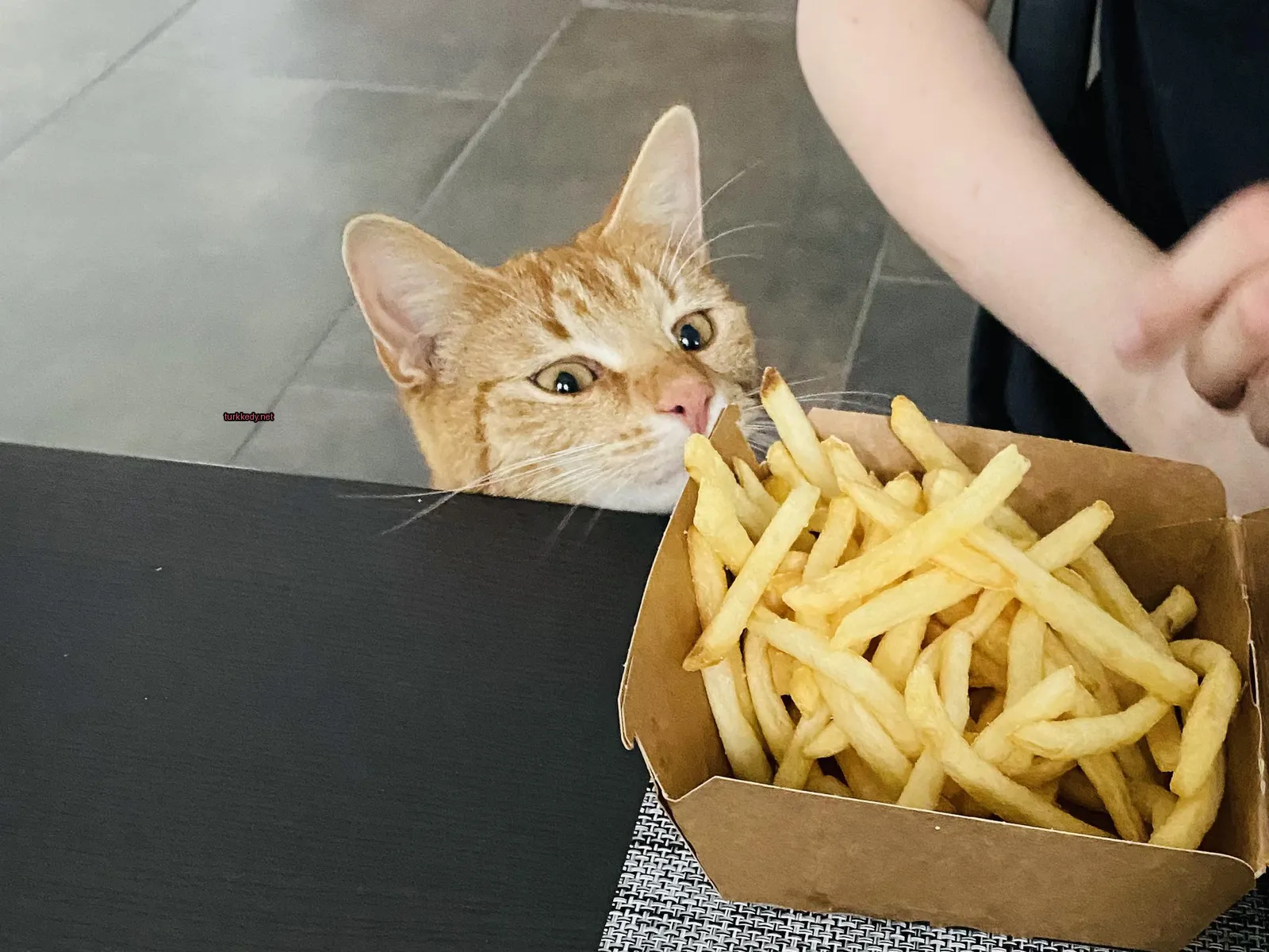 Bir kedi, bir kutu patates kızartmasını bir masaya bakarken mavi gözleriyle bakıyor.