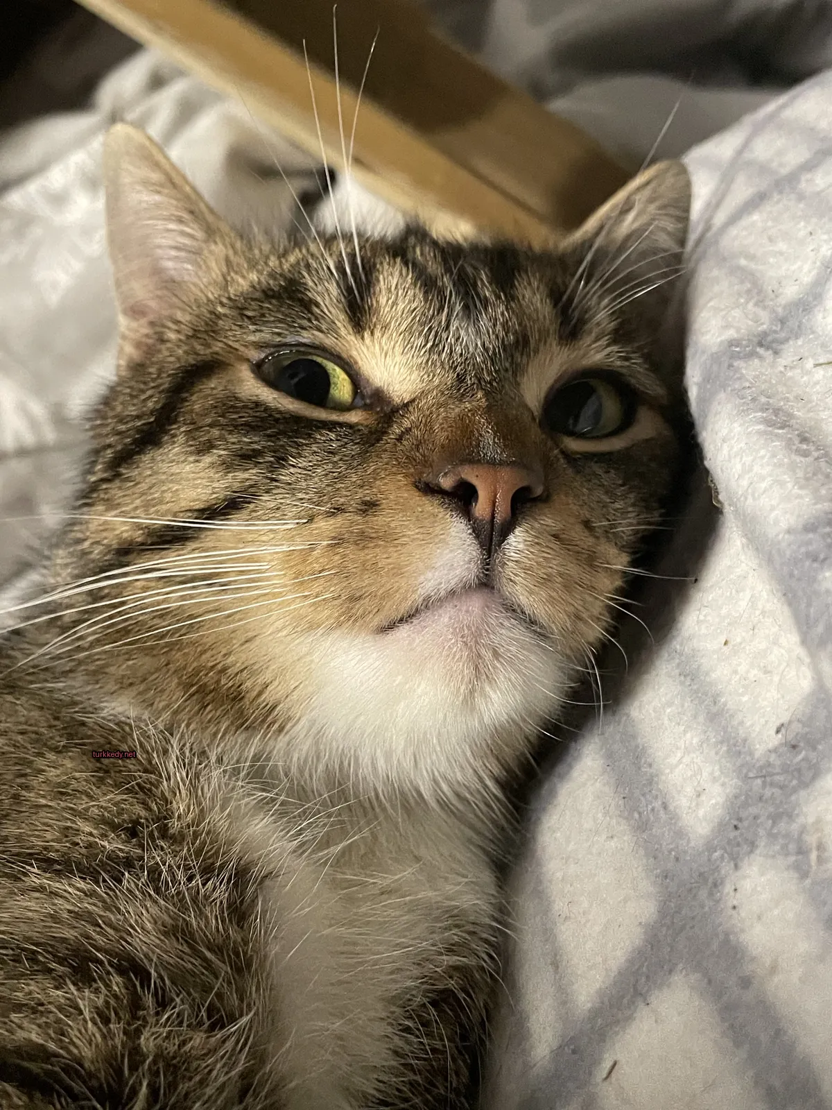Bir kedi bir çakan desenli bir püskürtü ile yastık üstünde yatıyor.