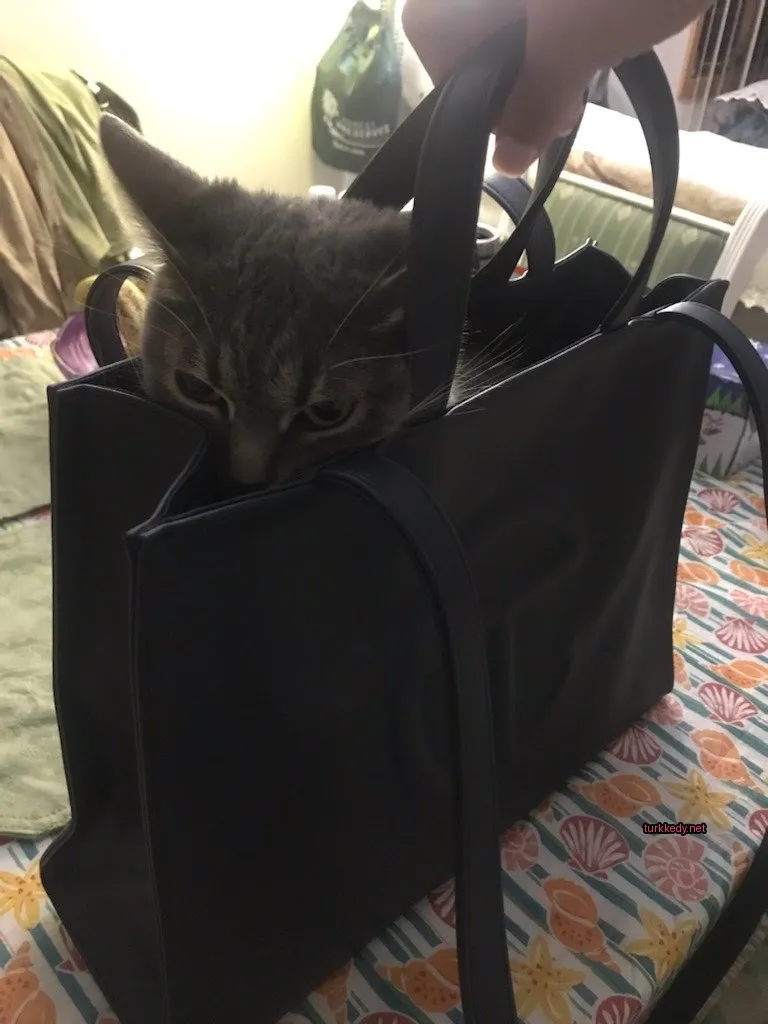 Gri ve beyaz bir kedi, siyah bir çantasından dışarı bakıyor.