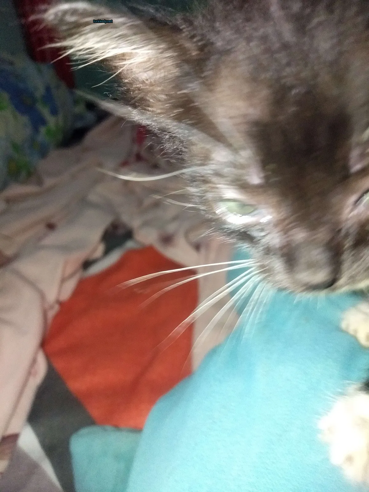 Siyah ve beyaz bir kedi, beyaz bir çeneli ve bıyıklı, bir minderin üzerinde oturuyor.
