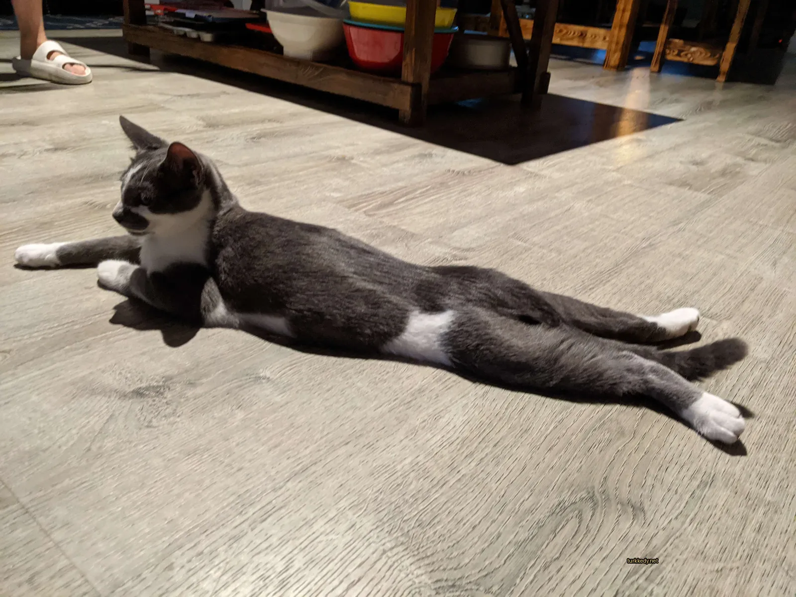 Gri ve beyaz bir kedi zemine yatıyor.