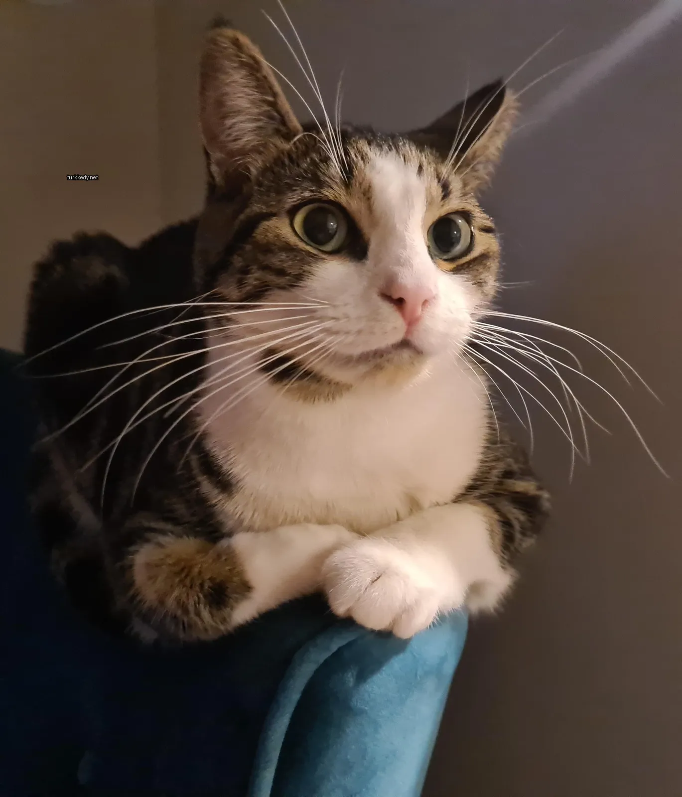 Mavi bir sofa üzerinde mavi-yeşil desenli bir kedi oturuyor.