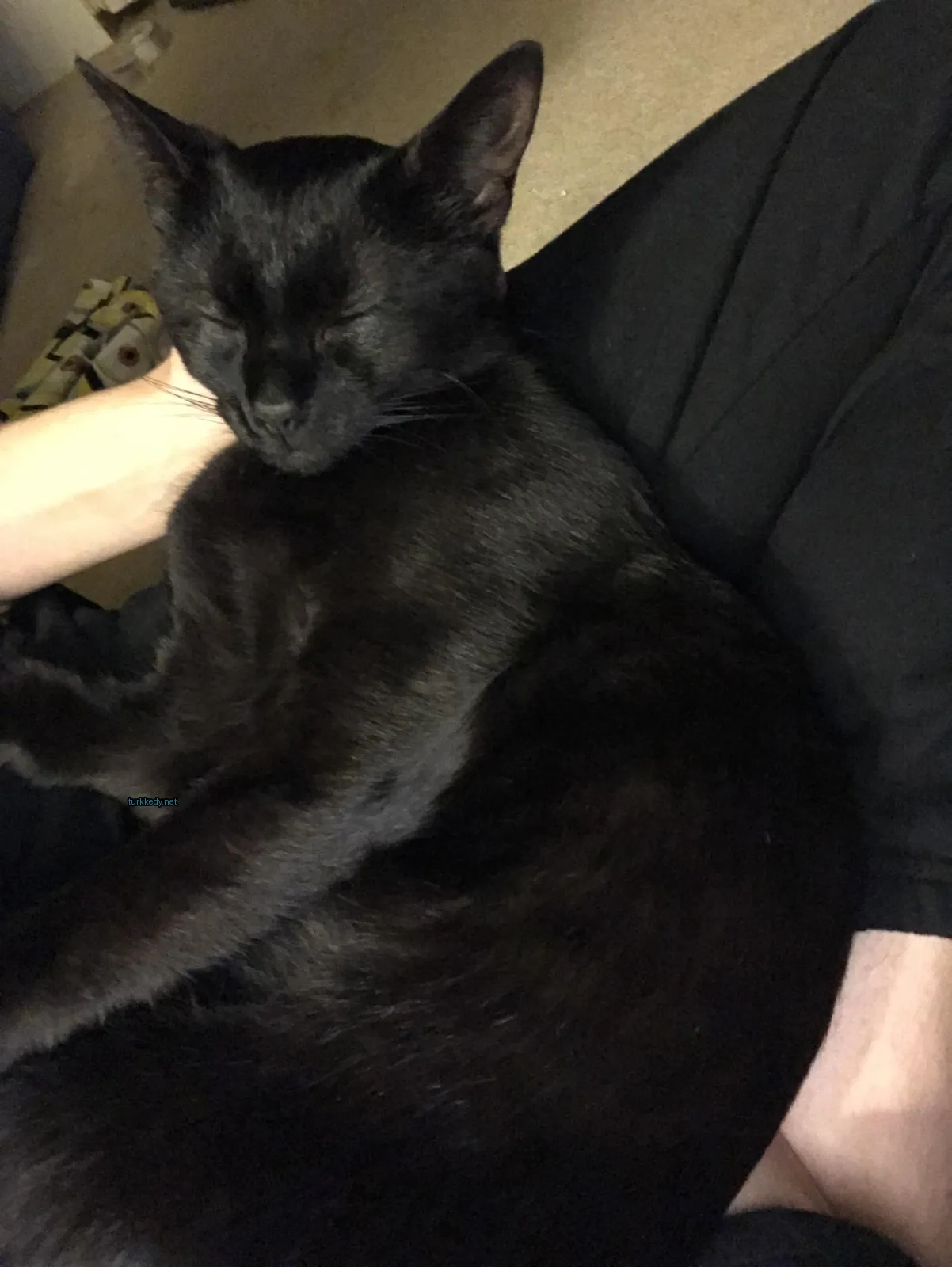 Kara kedi bir kişinin kolunda uyuyor.