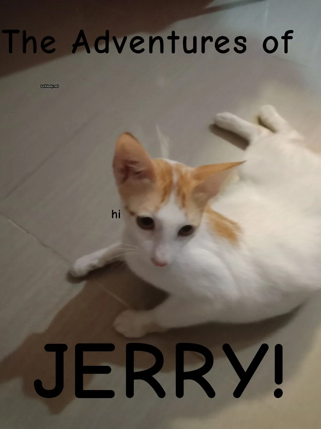 Beyaz ve turuncu bir kedi zeminde yatıyor.