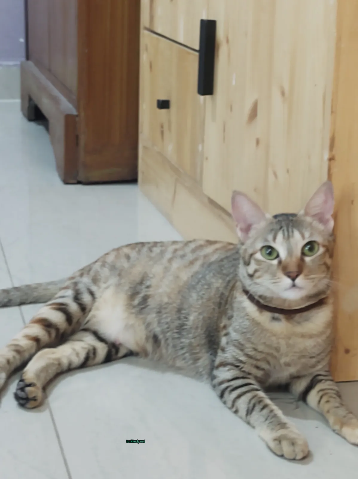Büyük, püsküllü, gri ve beyaz bir kedi zemine yatıyor.