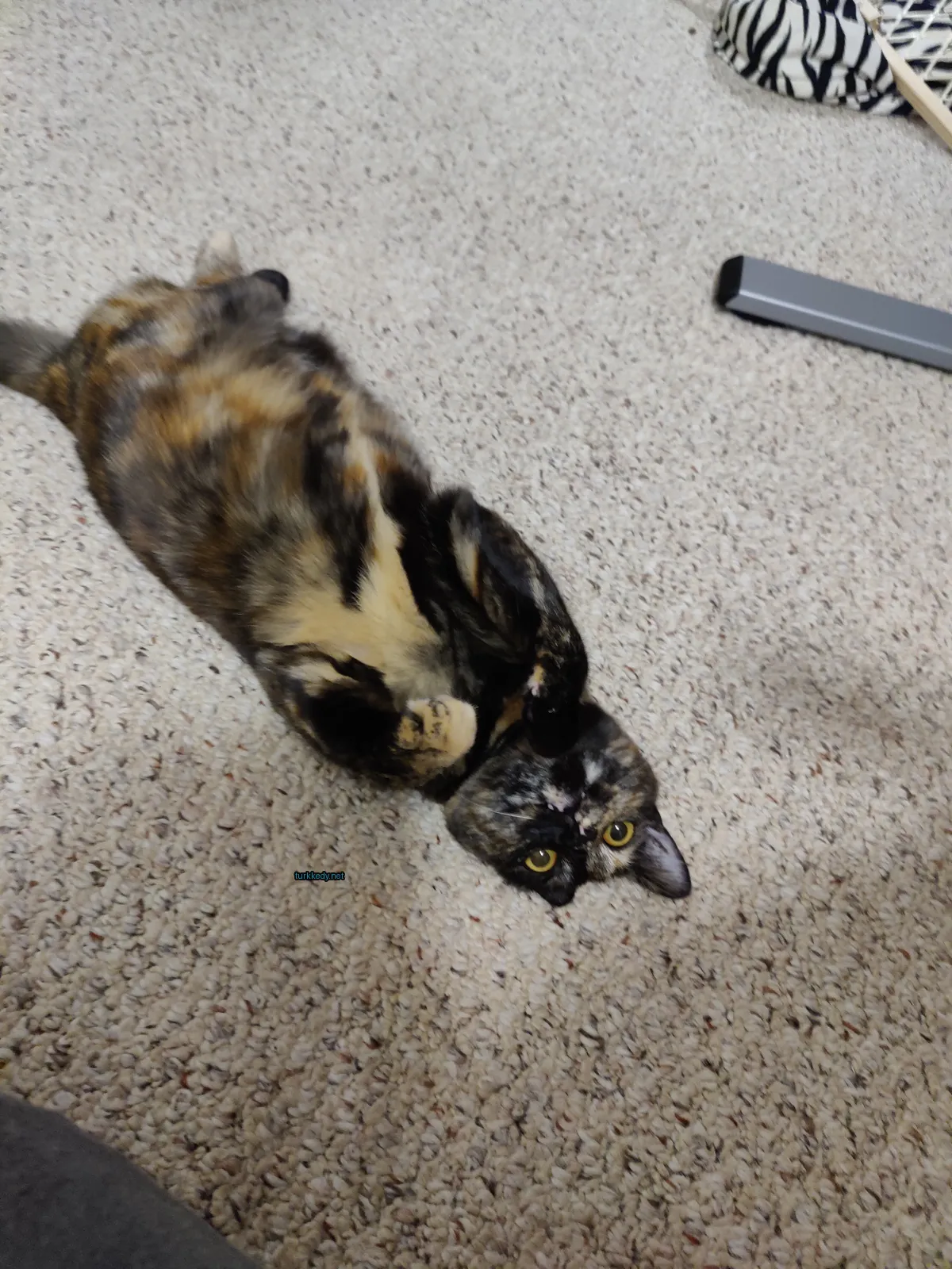 Kara ve siyah bir kedi zemine yatıyor.