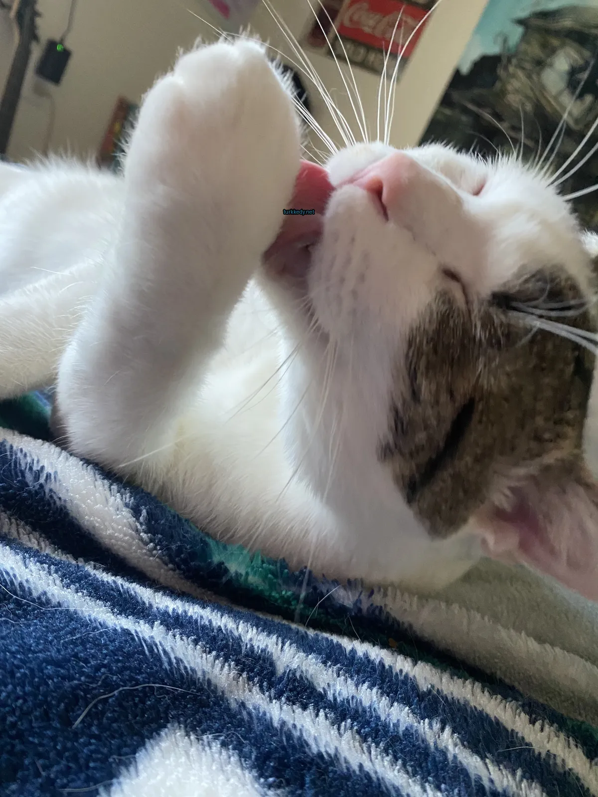 Beyaz ve kahverengi kedi yorganın üzerinde yatarak kuyruğunu emiyor.