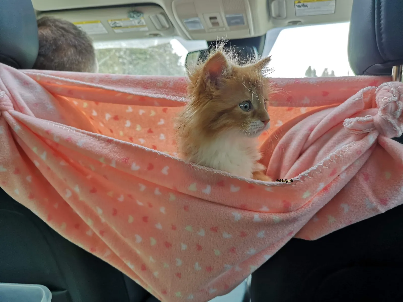 Kırmızımsı beyaz bir kedi bir pink yastıkta oturuyor.