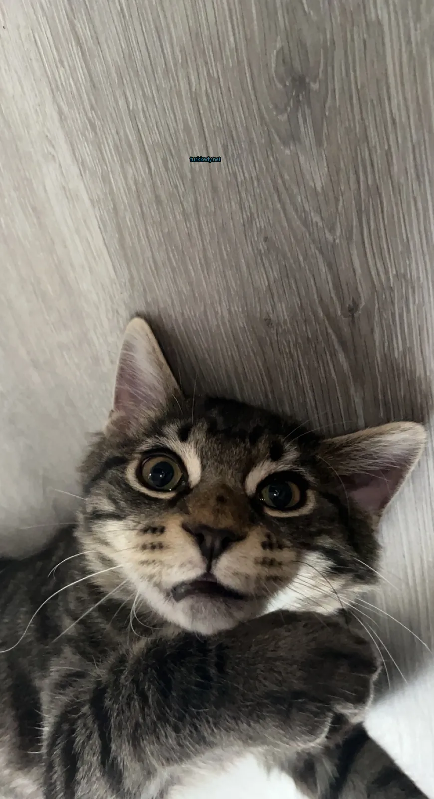 Gri ve beyaz bir kedi, bir ahşap zemin üzerinde yatıyor.