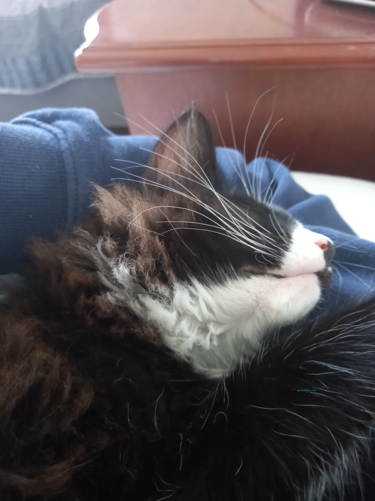 Siyah beyaz bir kedi, mavi bir çarşaf üzerinde beyaz bir çene ve tırnaklarla uyuyor.