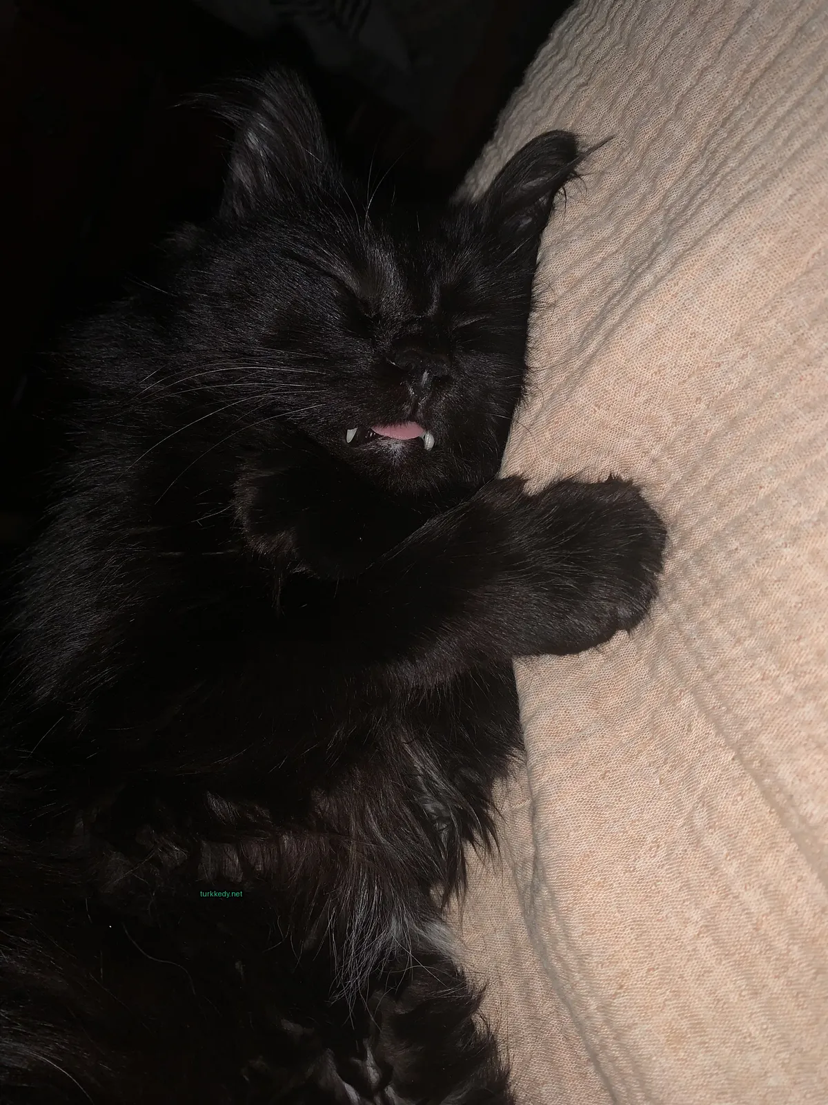 Siyah bir kedi beyaz dişleriyle bir sofa üzerinde uyuyor.
