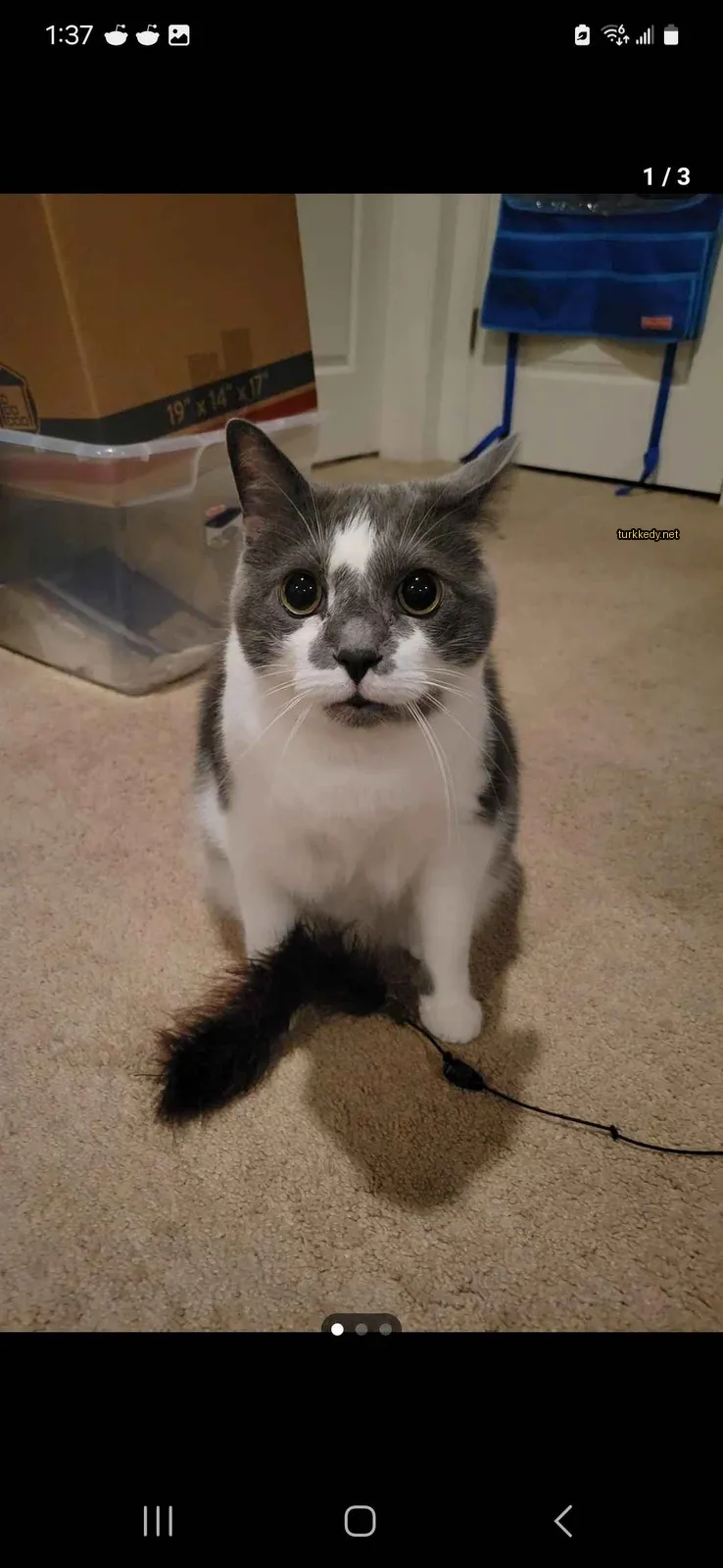 Gri ve beyaz bir kedi zemine oturuyor.