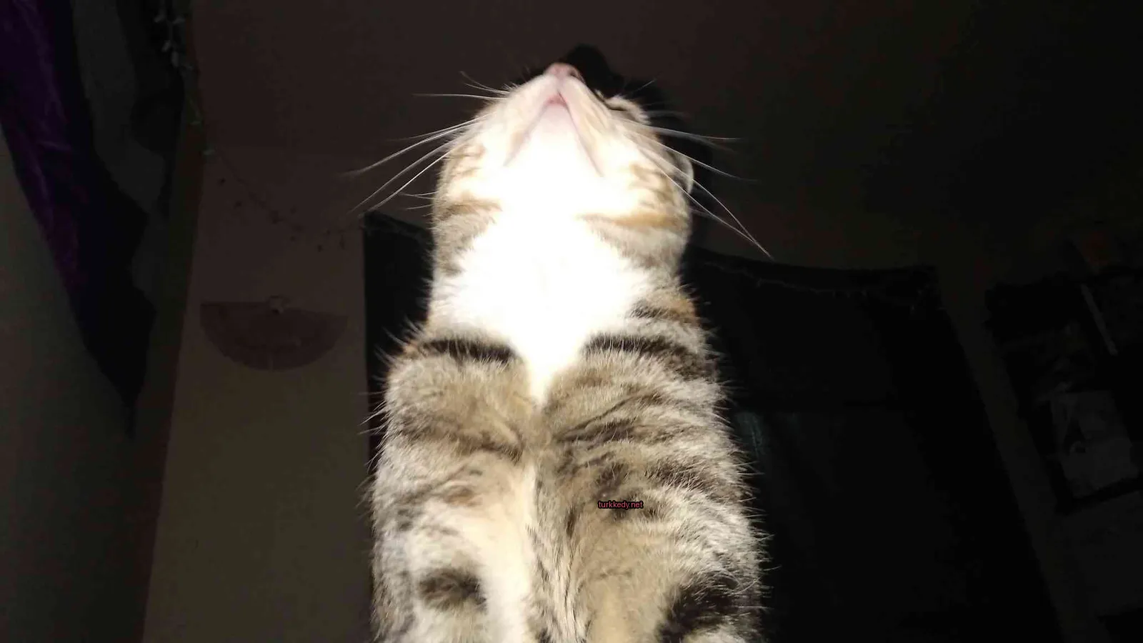 Beyaz ve kahverengi damarlı bir kedi ayakta duruyor.