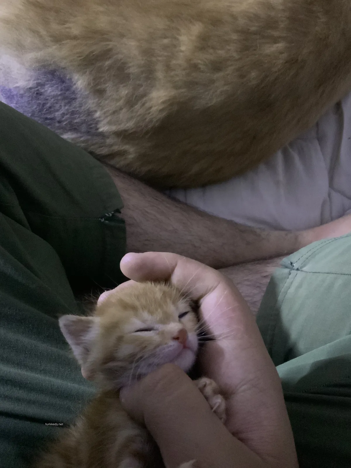 Küçük bir pembe ve beyaz kedi bir insana tutuluyor.