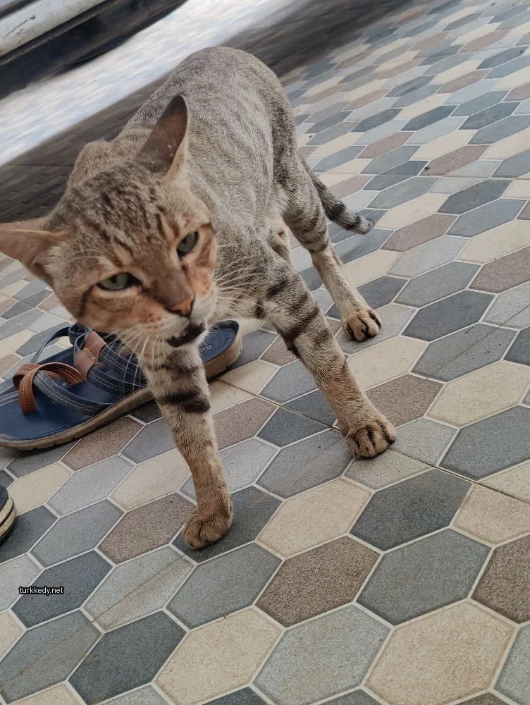 Gri ve beyaz bir kedi, damalı bir desene sahip, mermer zeminde duruyor.