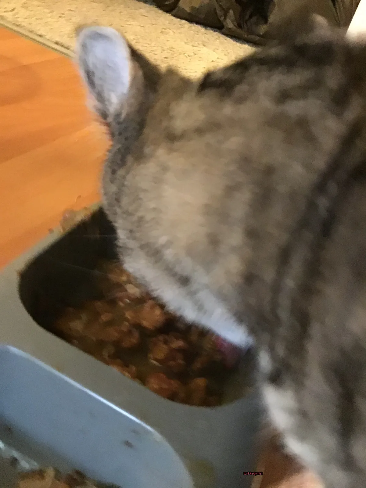 Gri ve beyaz bir kedi bir tabaktan yiyecek yerken.