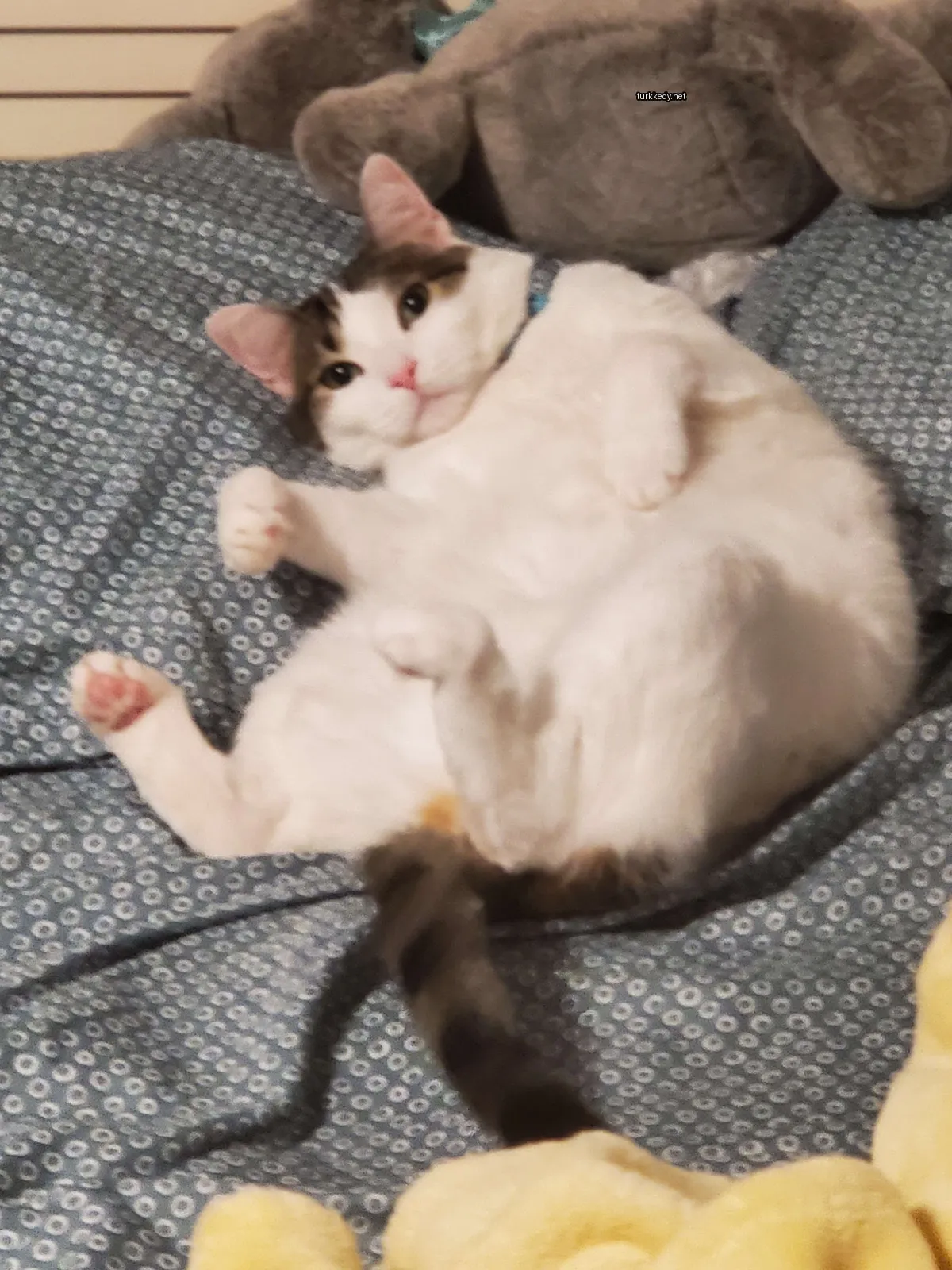 Beyaz ve kahverengi bir kedi yatakta yatıyor.