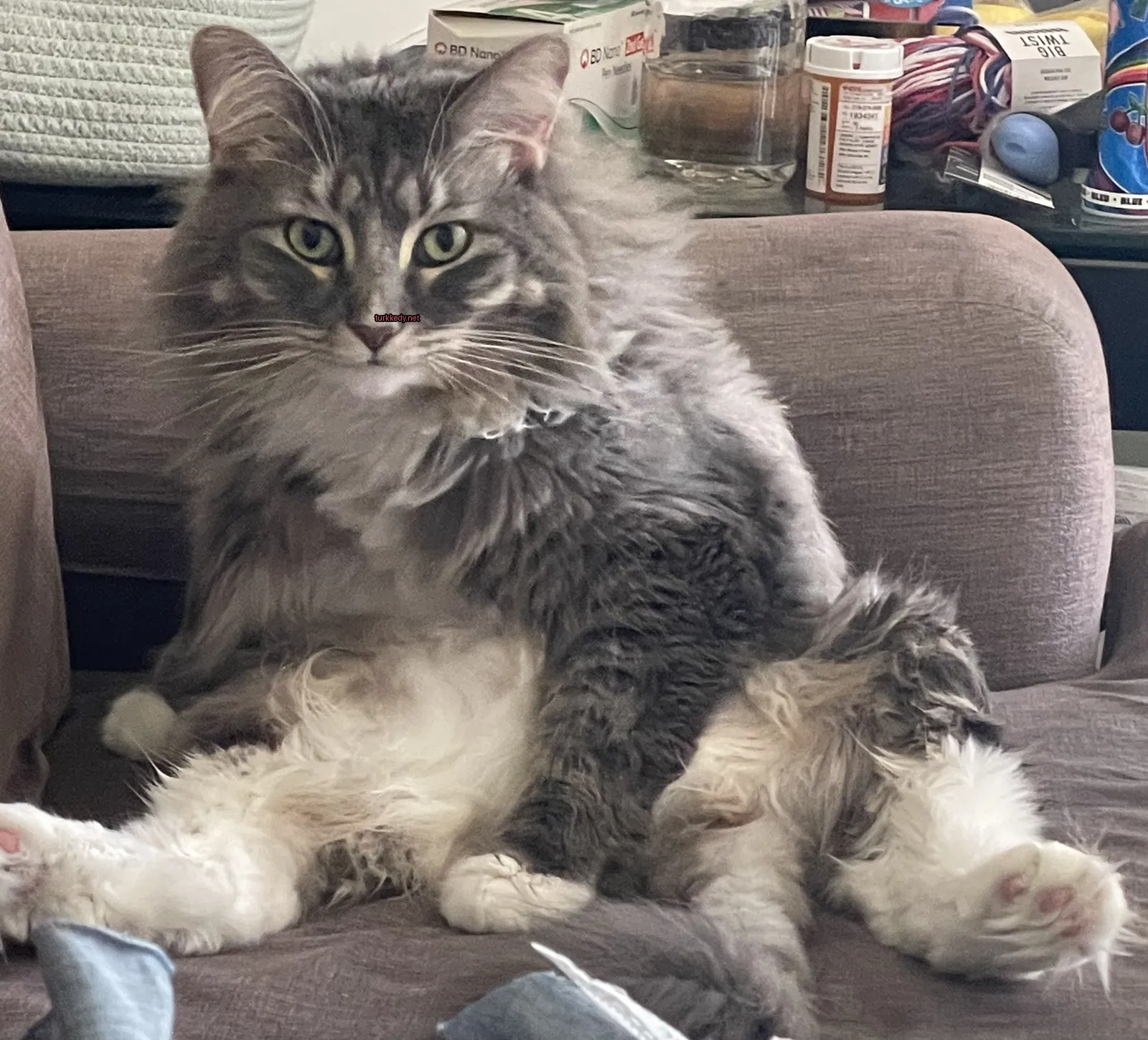 Gri ve beyaz bir kedi bir sofa üzerinde oturuyor.
