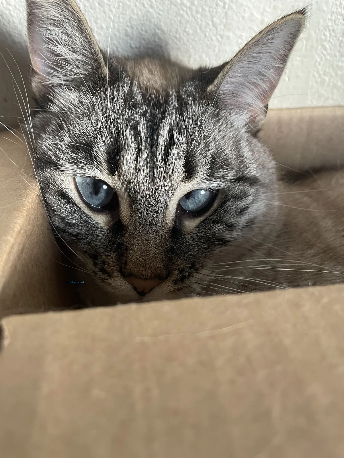Mavi gözleri ve gri ve beyaz bir desenli bir kedi boxta yatıyor.