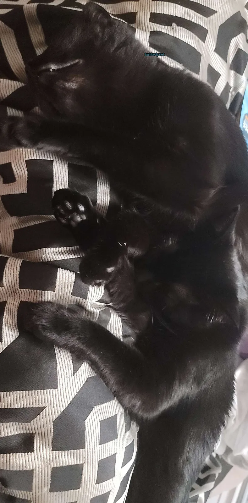 Siyah bir kedi, damalı bir battaniğe uzanmış.