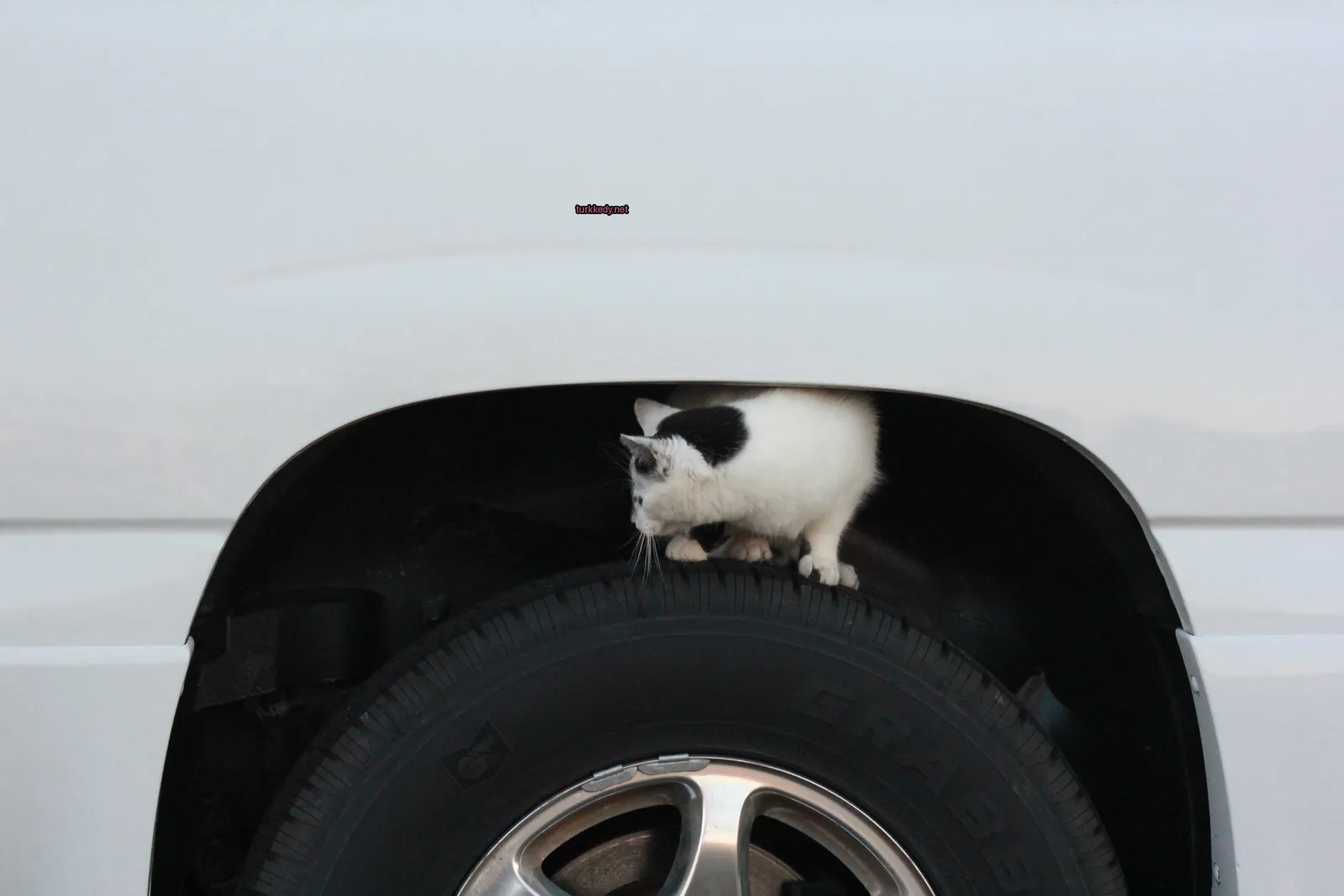 Siyah ve beyaz bir kedi, beyaz bir kamyonun lastiği üzerinde oturuyor.