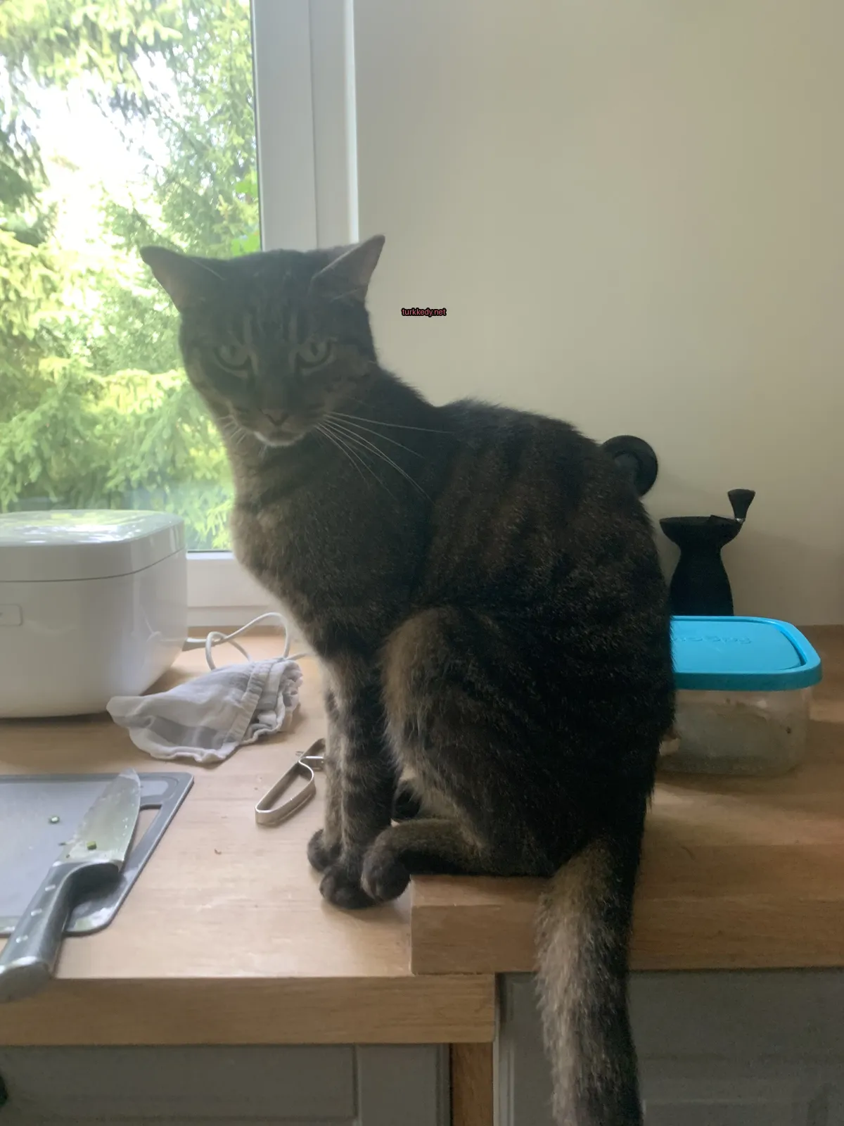Bir kedi, bir masaya oturmuş, çizgili bir desenle.