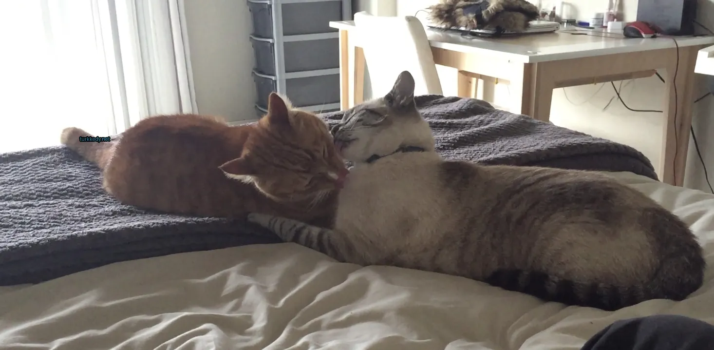 Beyaz ve gri bir kedi, kahverengi ve beyaz bir kediye başını yaladı.