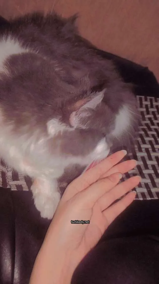 Gri bir kedi, beyaz yüzü ve pembe burun ile bir kişinin elinde yatıyor.
