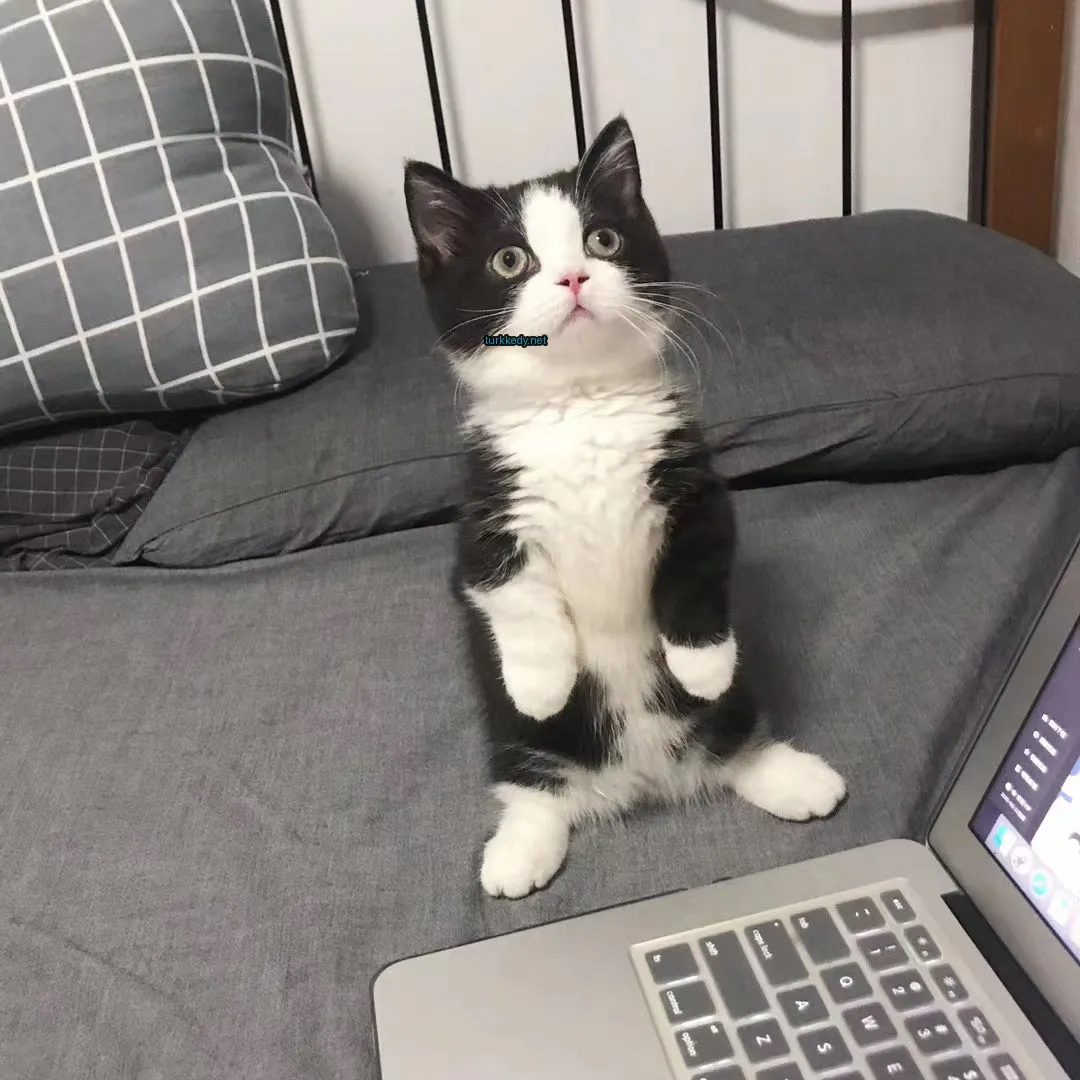 Beyaz bir fare, bir laptop'ın yanına yatan siyah bir kedi.