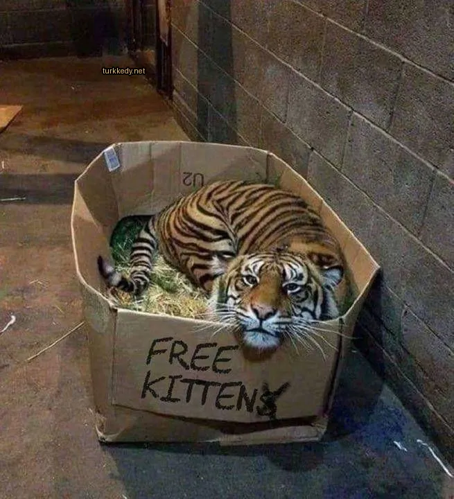 Bir kedi karton kutuya yatılmış.