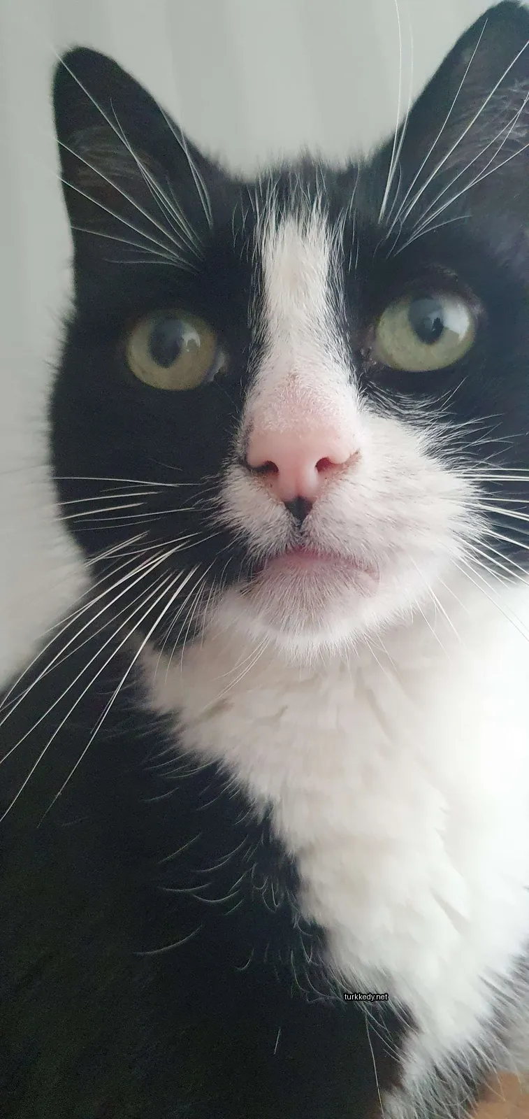 Siyah ve beyaz bir kedi, pink bir burun ve beyaz tüylere sahiptir.