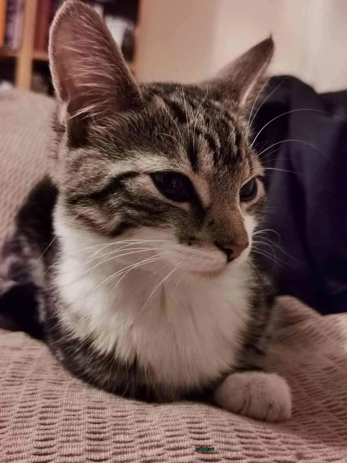 Siyah ve beyaz bir kedi, bir koltukta yatıyor.