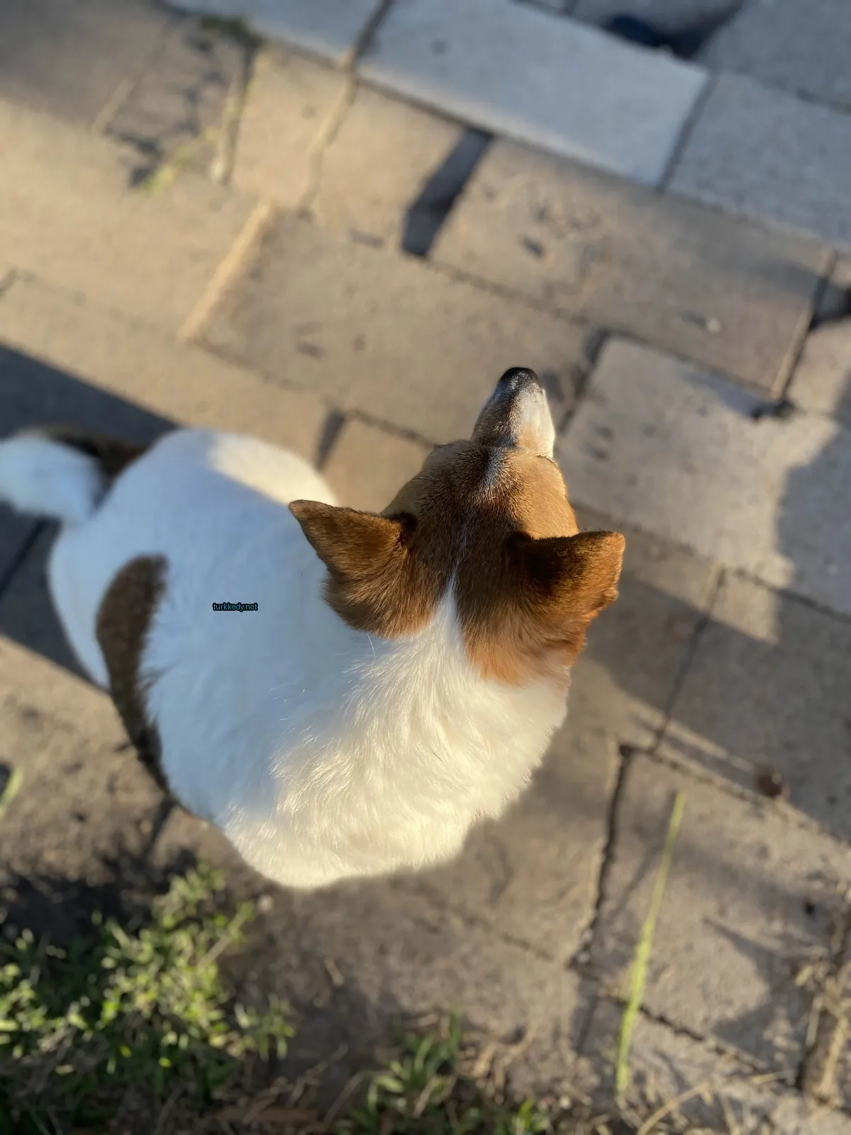 Koyu kahverengi ve beyaz bir köpek gökyüzüne bakıyor.