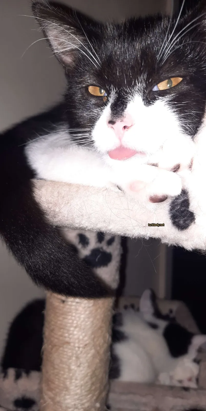 Siyah ve beyaz bir kedi ağzını dışarı çıkarmış vaziyette bir kedi kulesinde yatıyor.