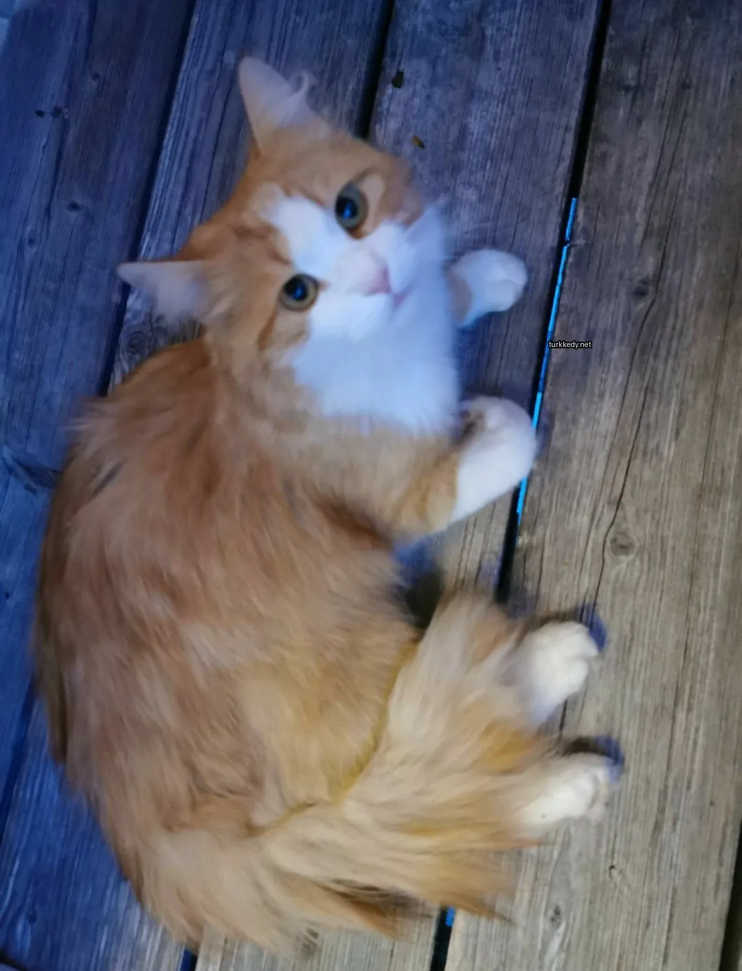 Kırmızı ve beyaz renkli bir kedi ahşap yüzeyde yatıyor.