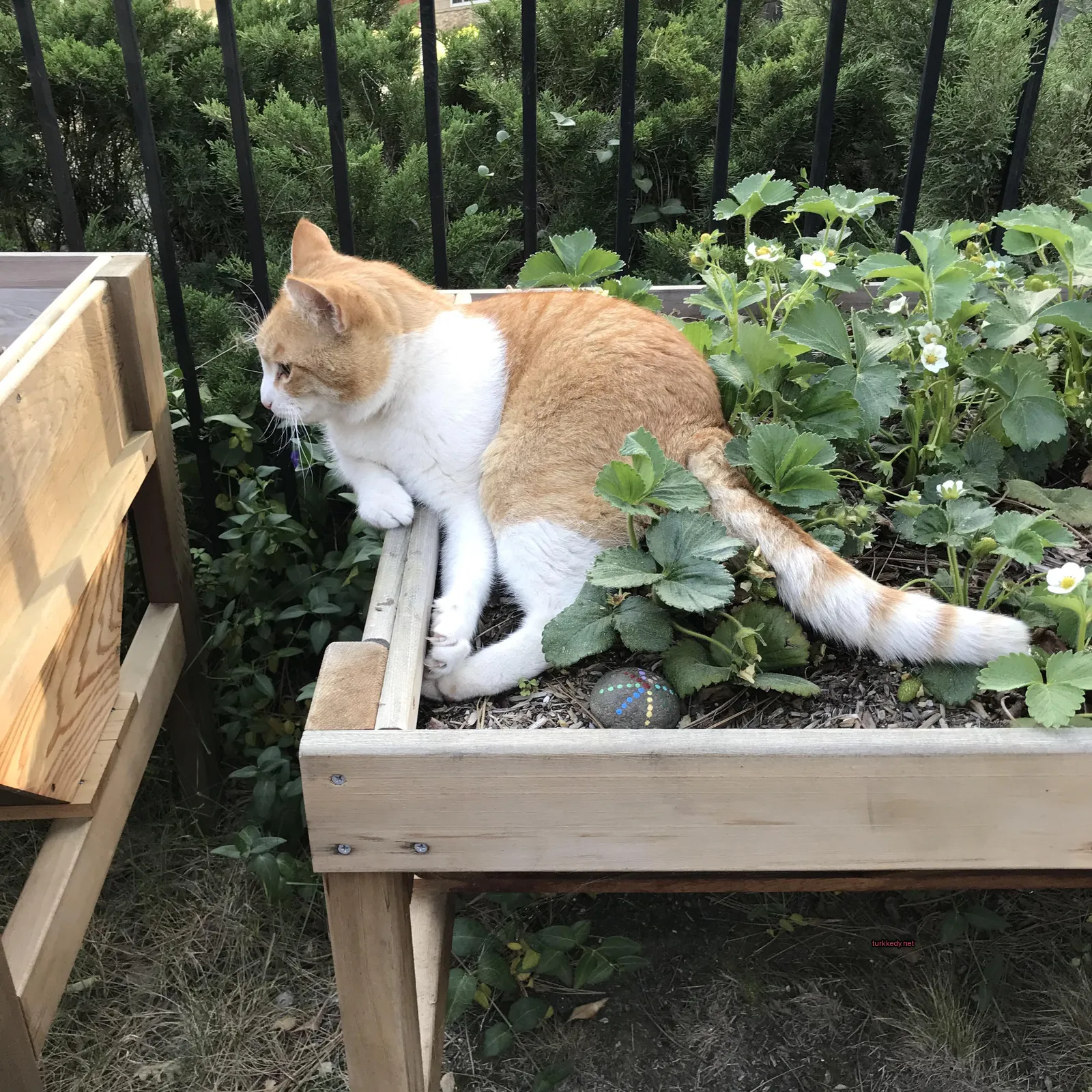 Beyaz göğsü ve sarı tüylü bir kedi, bir potted bitki ile birlikte ahşap bir planterda yatıyor.