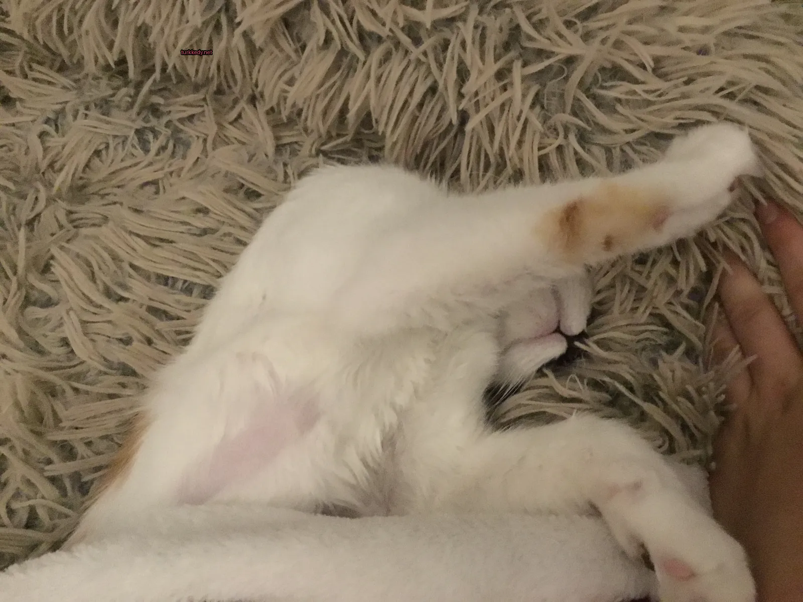 Beyaz bir kedi, beyaz ve gri bir örtü üzerinde bir mavi lekeye sahip beyaz bir kedi yatıyor.