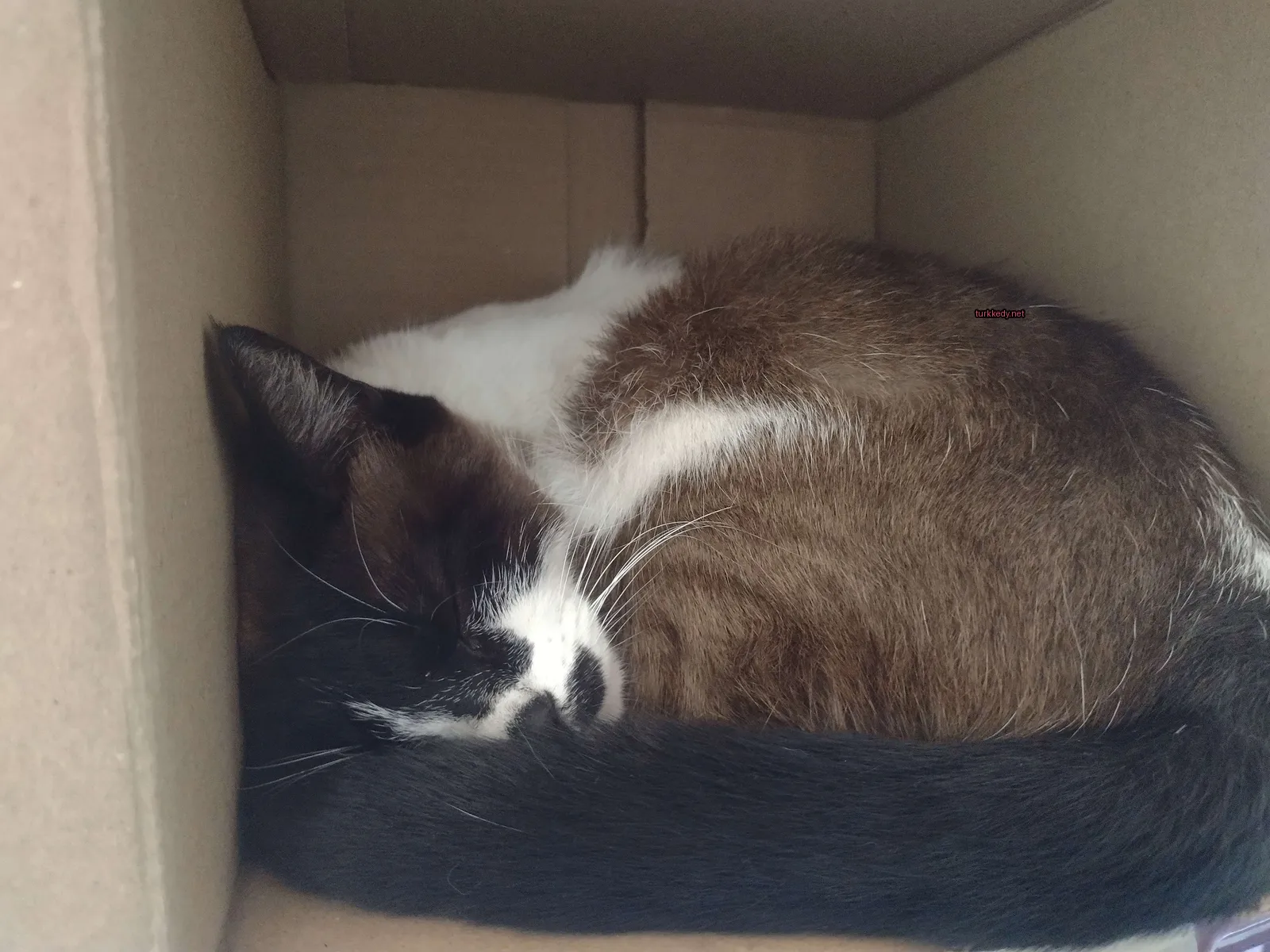 Karton kutuda bir kahverengi ve beyaz bir kedi uyuyor.