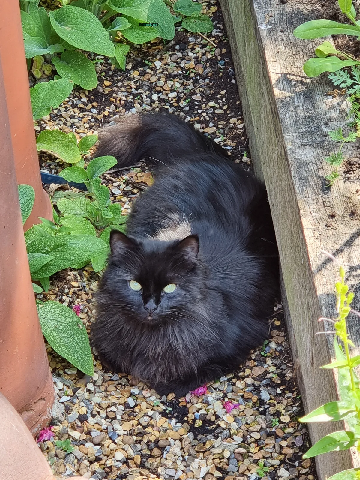 Siyah bir kedi, yüzünde beyaz bir leke olan bir kedi zemine yatıyor.