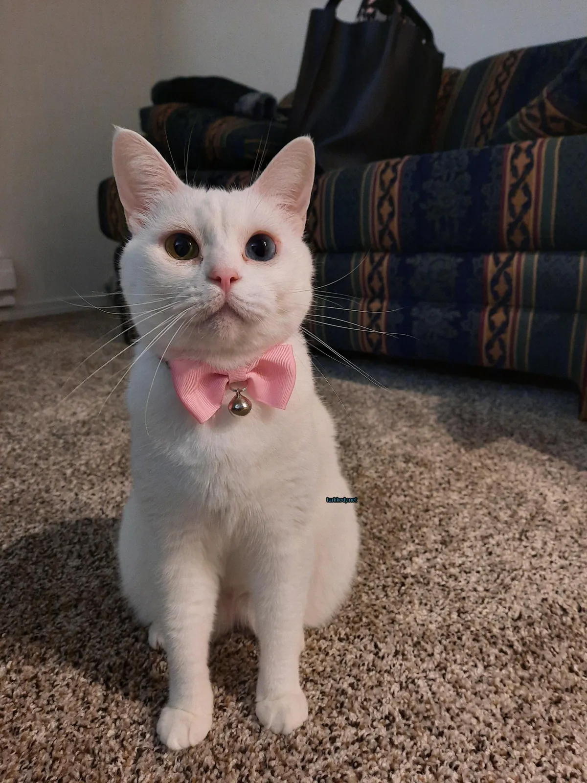 Beyaz bir kedi, bir pembe bow tie ile bir halı üzerinde oturmaktadır.
